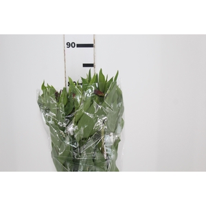 ALSTROEMERIA ANGELINA 080 CM