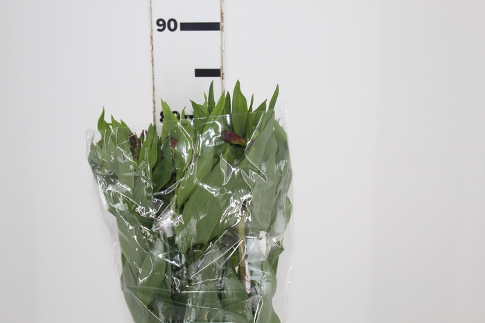 <h4>ALSTROEMERIA ANGELINA 080 CM</h4>