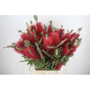 Callistemon P Bunch