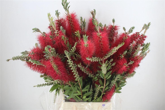 <h4>Callistemon P Bunch</h4>