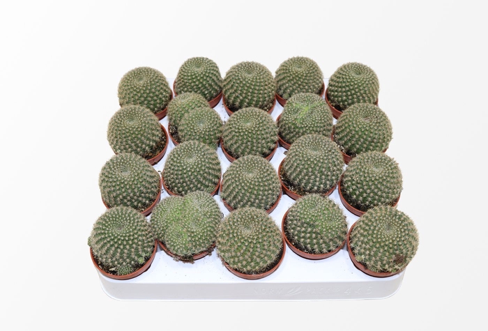 <h4>Rebutia Violaceflora</h4>