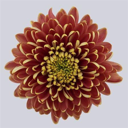 <h4>Chr G Pristine Bronze</h4>