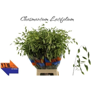 Chasmanth Latifolium 80 Cm
