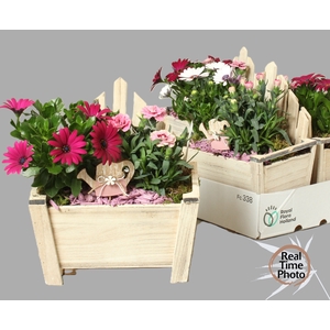 ARR TUINPLANTEN