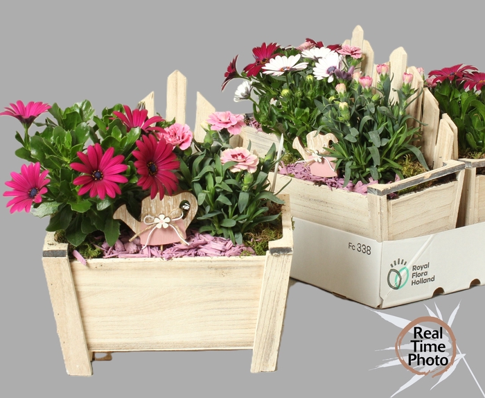 <h4>ARR TUINPLANTEN</h4>