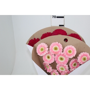 GERBERA VARIADA >10 CM DIAM <050 CM VARIADO