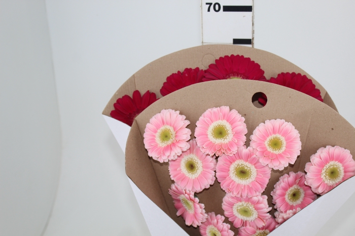 <h4>GERBERA VARIADA >10 CM DIAM <050 CM VARIADO</h4>