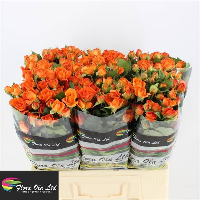 <h4>R Tr Babe Flora Ola</h4>