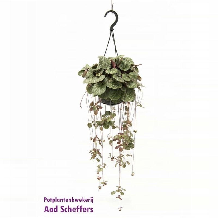 <h4>Saxifraga stolonifera</h4>