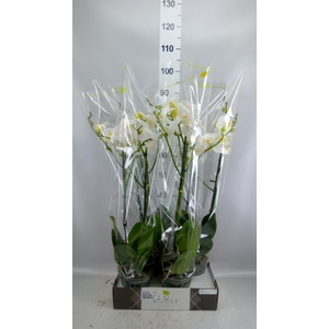 Phalaenopsis   ...white