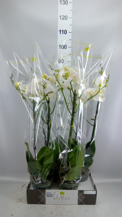 <h4>Phalaenopsis   ...white</h4>