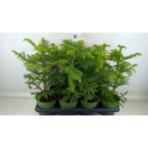 Araucaria heterophylla