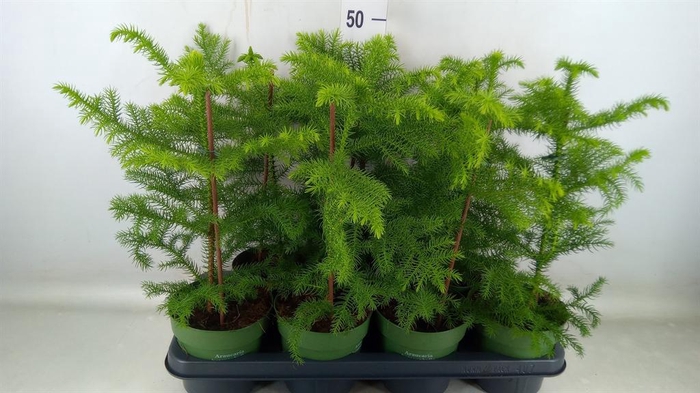 <h4>Araucaria heterophylla</h4>