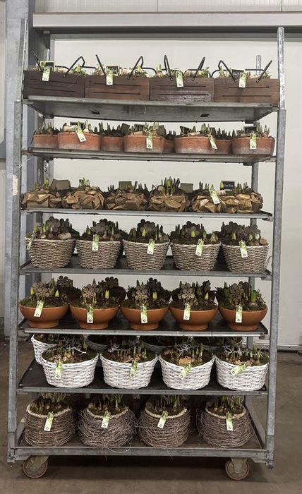 <h4>Mix CC JSVJMIX-2601</h4>