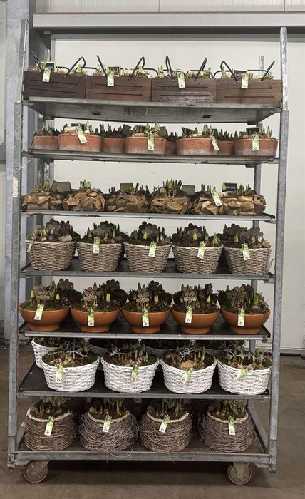 <h4>Mix CC JSVJMIX-2601</h4>