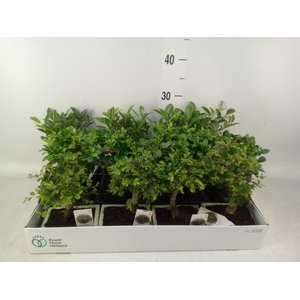 Bonsai   ...mix