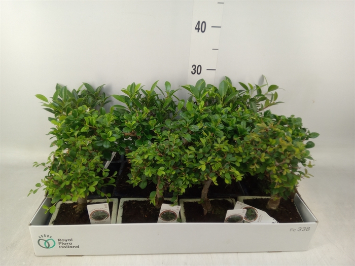 <h4>Bonsai   ...mix</h4>
