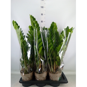 Zamioculcas zamiifolia