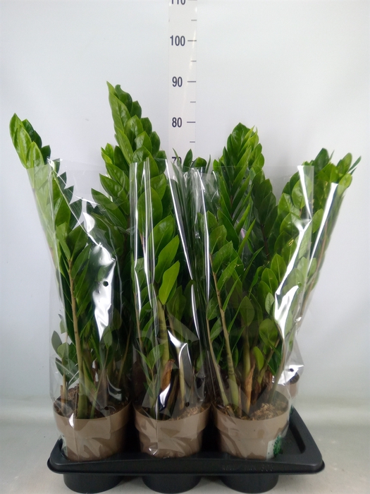 <h4>Zamioculcas zamiifolia</h4>