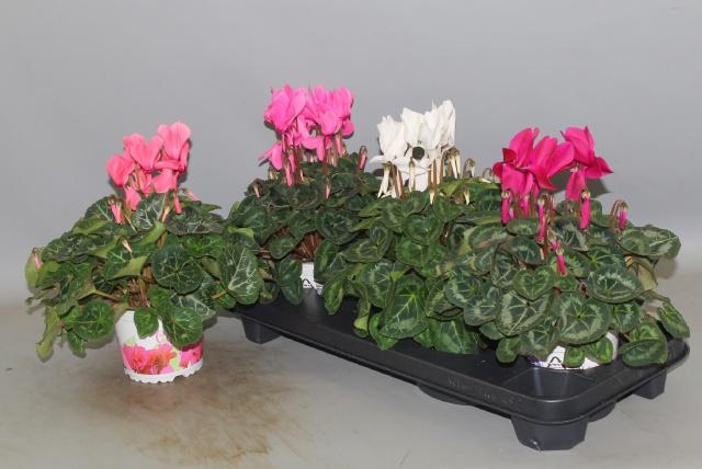 <h4>CYCL GR SUP XL</h4>