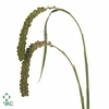 Setaria Italica Green Pearl