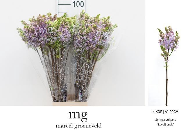 <h4>SYR V LAVALIENSIS</h4>