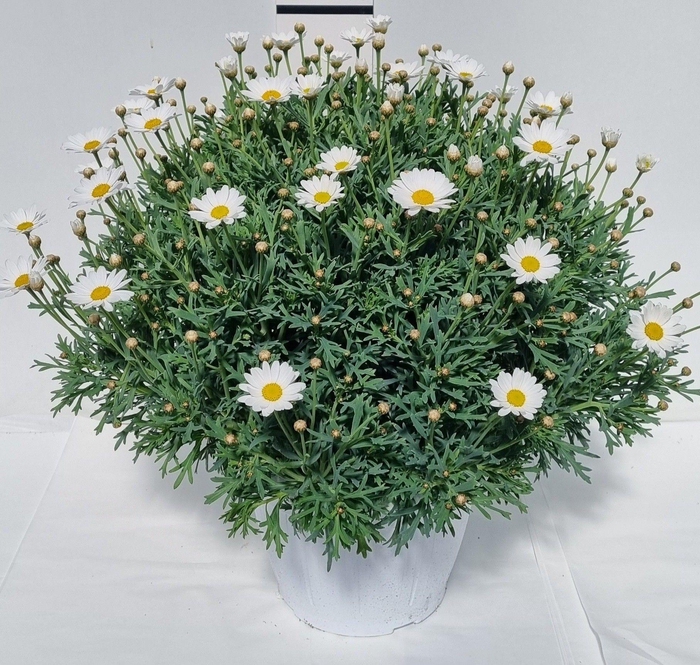 arr8 Arg Stella 2000