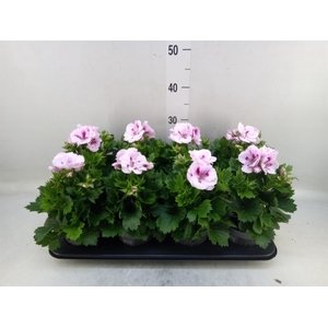 Pelargonium gran.   ..