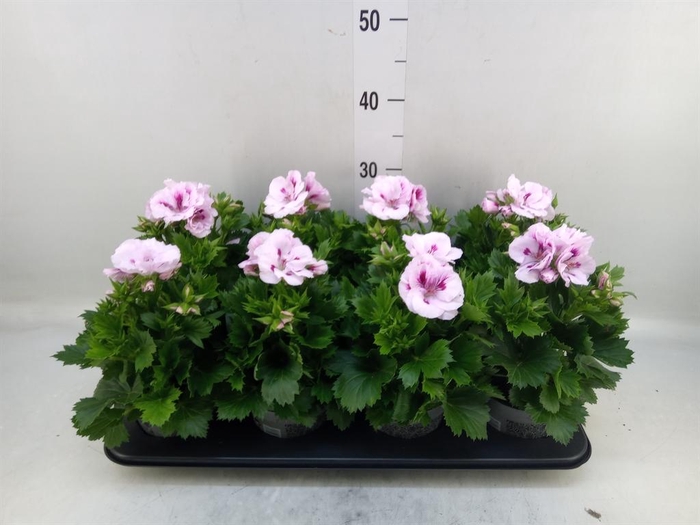 <h4>Pelargonium gran.   ..</h4>