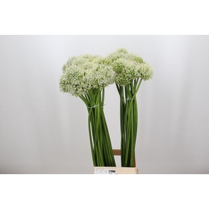 Allium White Giant