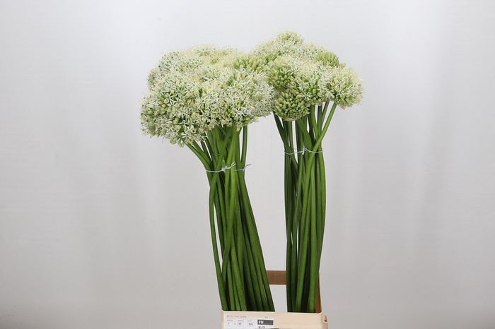 Allium White Giant