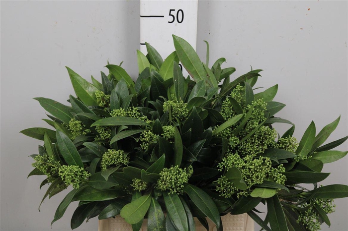 <h4>Skim C Kew Green Bs</h4>