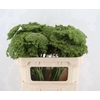 AMMI VIS GREEN MIST