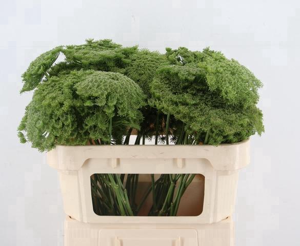 AMMI VIS GREEN MIST