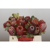 Banksia Coccinea