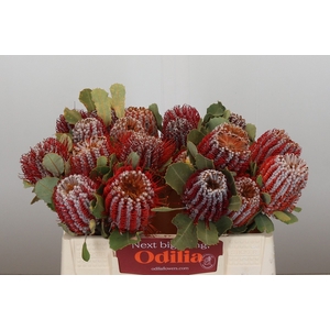 Banksia Coccinea
