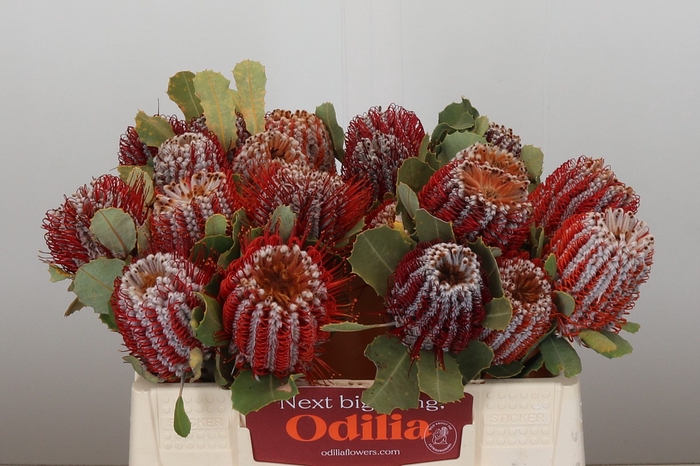 <h4>Banksia Coccinea</h4>
