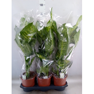 Dieffenbachia seg. 'Tropic Snow'