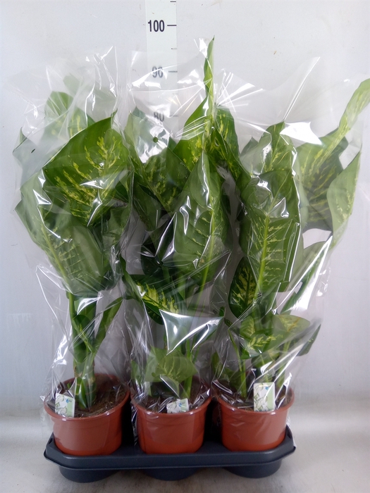 <h4>Dieffenbachia seg. 'Tropic Snow'</h4>