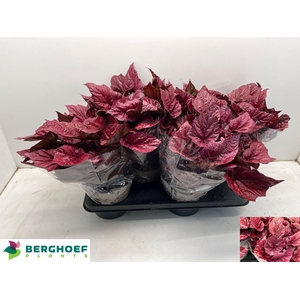 BEG BEL INCA FLAME