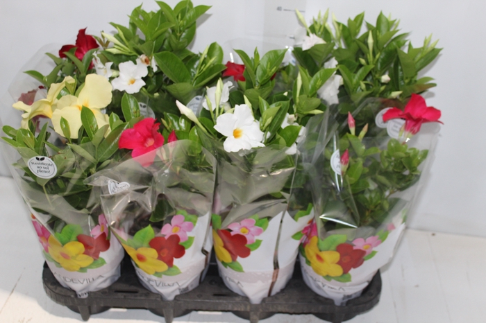 <h4>DIPLADENIA P15</h4>
