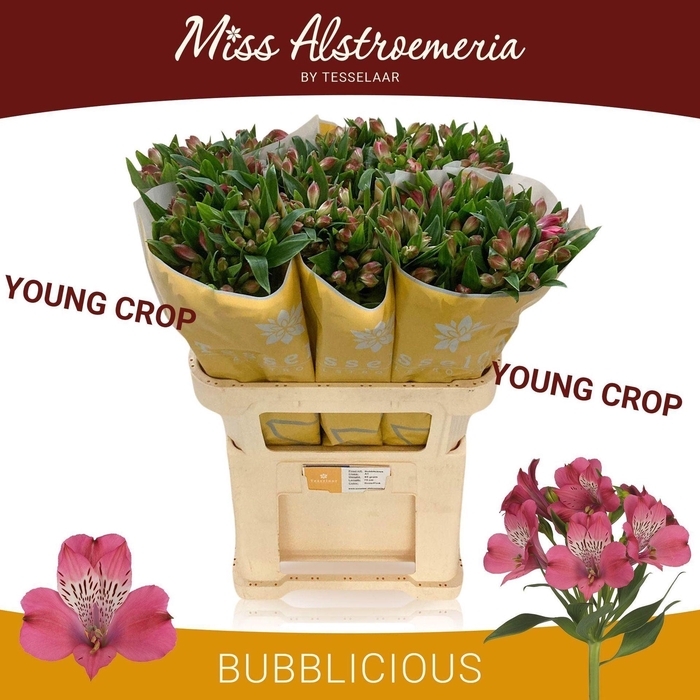 <h4>Alstr Bubblicious</h4>