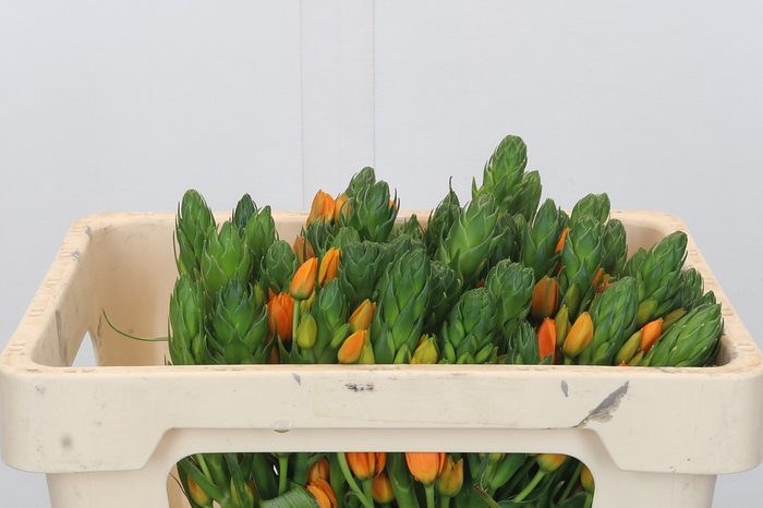 <h4>Ornithogalum dubium 'Orange Fire'</h4>