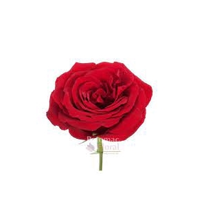 R Gr Sexy Red Red 50cm EC