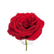 <h4>R Gr Sexy Red Red 50cm EC</h4>
