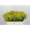 Solidago Tara Gold