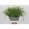 Panicum Fountain