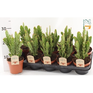 OPUNTIA