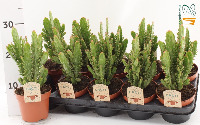 <h4>OPUNTIA</h4>