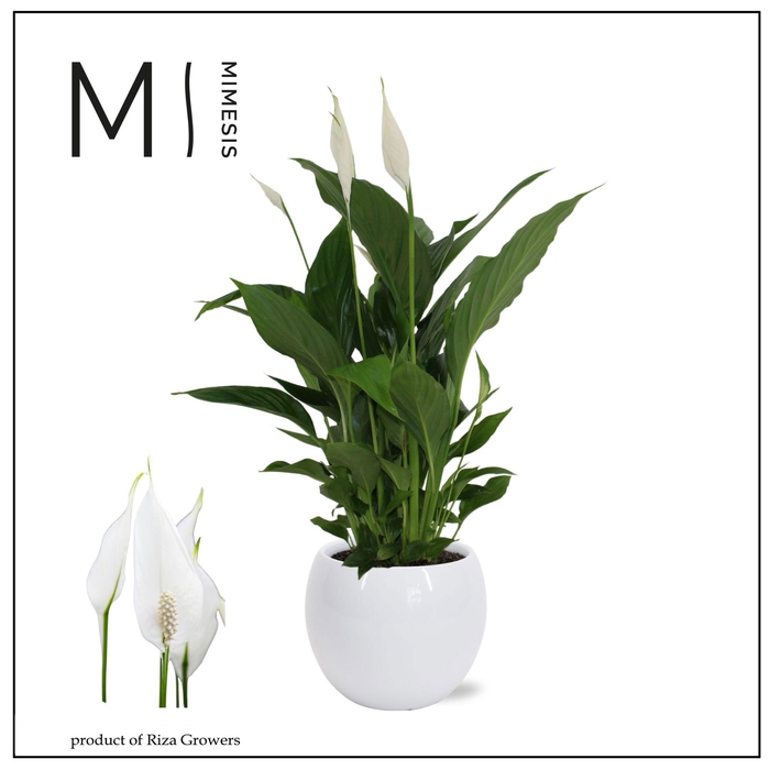 <h4>Mimesis Spathiphyllum Strauss - 13 cm in Bolpot Wit</h4>